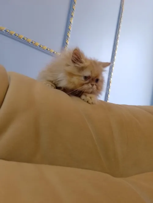 Chat persan 