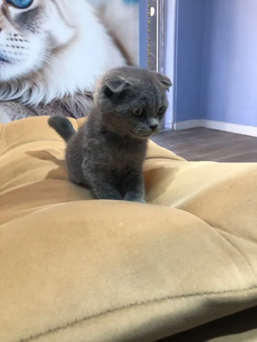 Chat scottish 