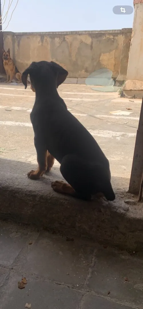 Doberman