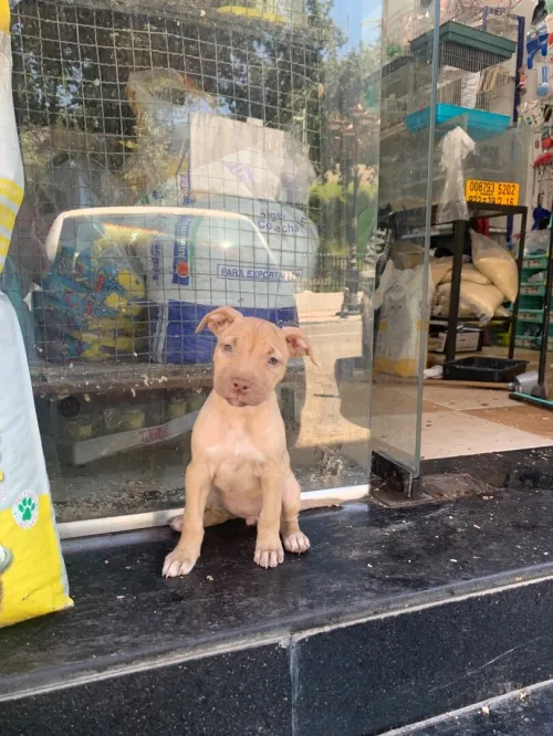 Pitbull