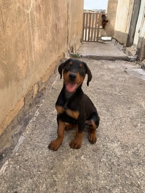 Doberman