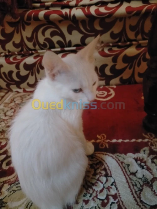 Angora 