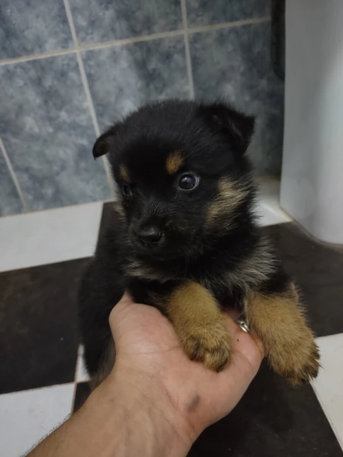 Rottweiler /husky (malamute)
