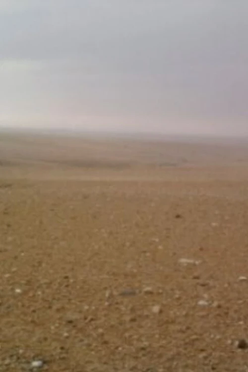 Vente Terrain Blida Boufarik