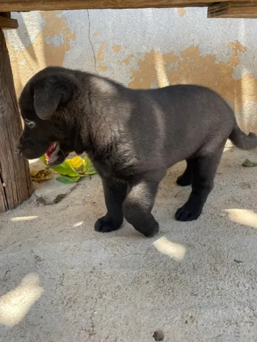 Disponible 2 malle Blu Mexicain âge 1 Mois 10 jours