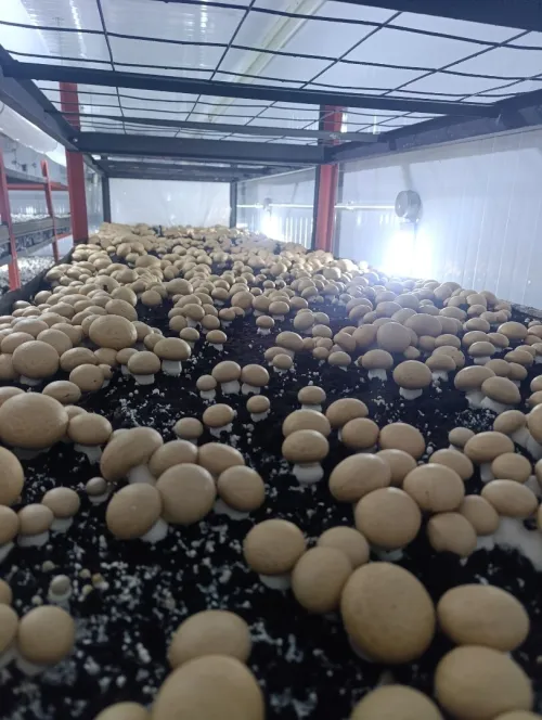 Champignons de paris premier choix disponible blanc et brun, cueillette du 30/07.