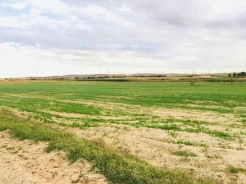Vente Terrain Agricole Djelfa Tadmit