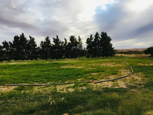 Vente Terrain Agricole Djelfa Tadmit