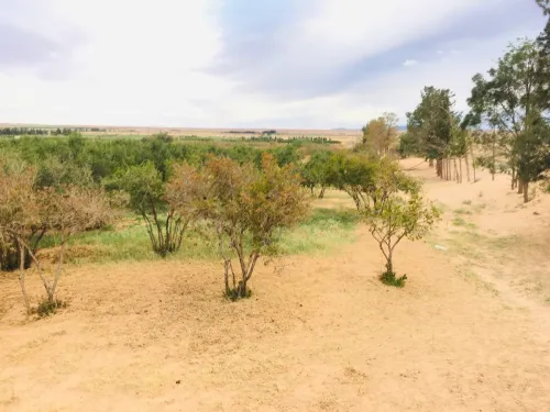 Vente Terrain Agricole Djelfa Tadmit