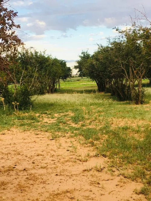Vente Terrain Agricole Djelfa Tadmit