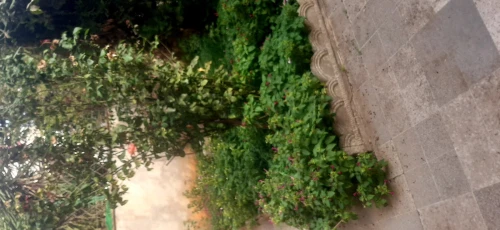 Vente Villa Alger Kouba