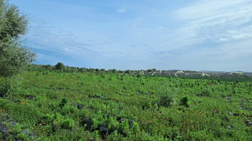 Vente Terrain Agricole Jijel Emir abdelkader