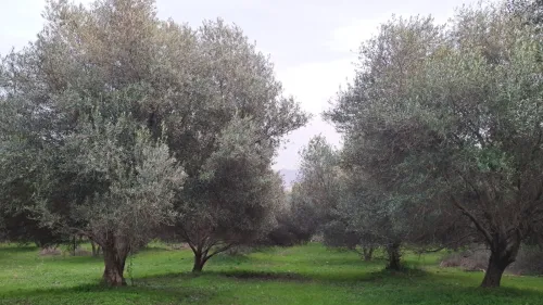 Vente Terrain Agricole Jijel Emir abdelkader