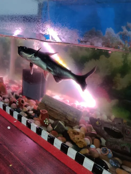 Aquarium grande