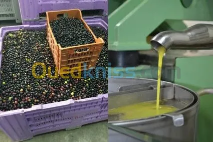 huile d olive presse traditionnel (tikfachine) décembre 2024 et fevrier2025 nouvel récolte....