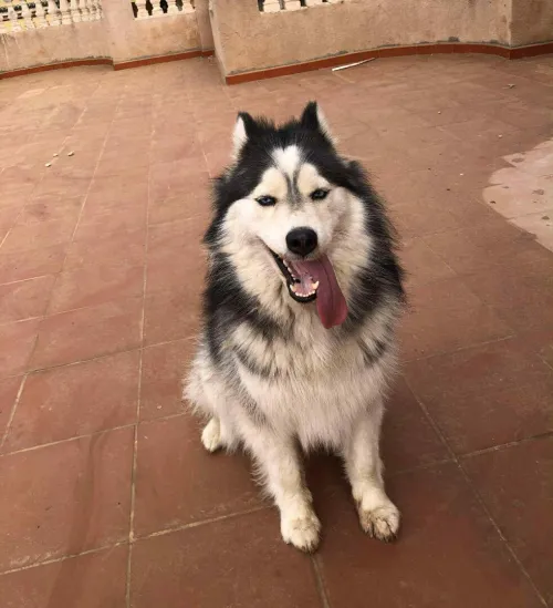 Siberian Husky