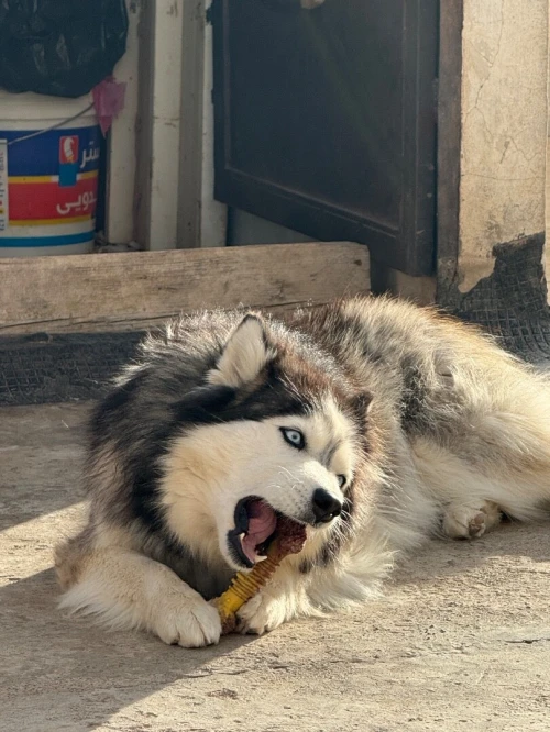 Siberian Husky