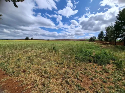 Vente Terrain Agricole Aïn Defla Ain soltane