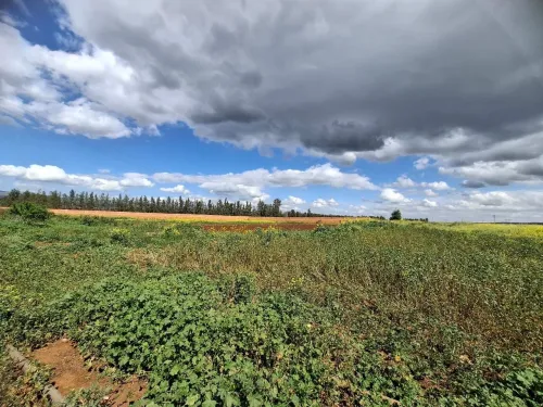 Vente Terrain Agricole Aïn Defla Ain soltane