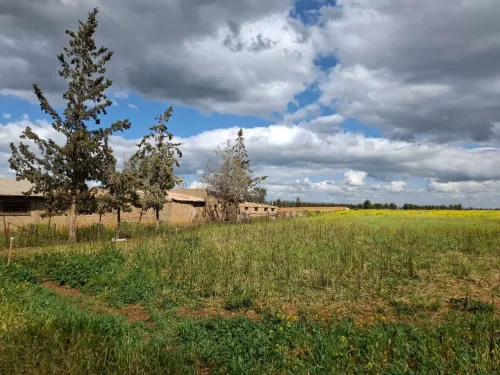 Vente Terrain Agricole Aïn Defla Ain soltane