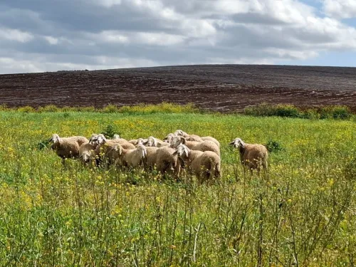 Vente Terrain Agricole Aïn Defla Ain soltane