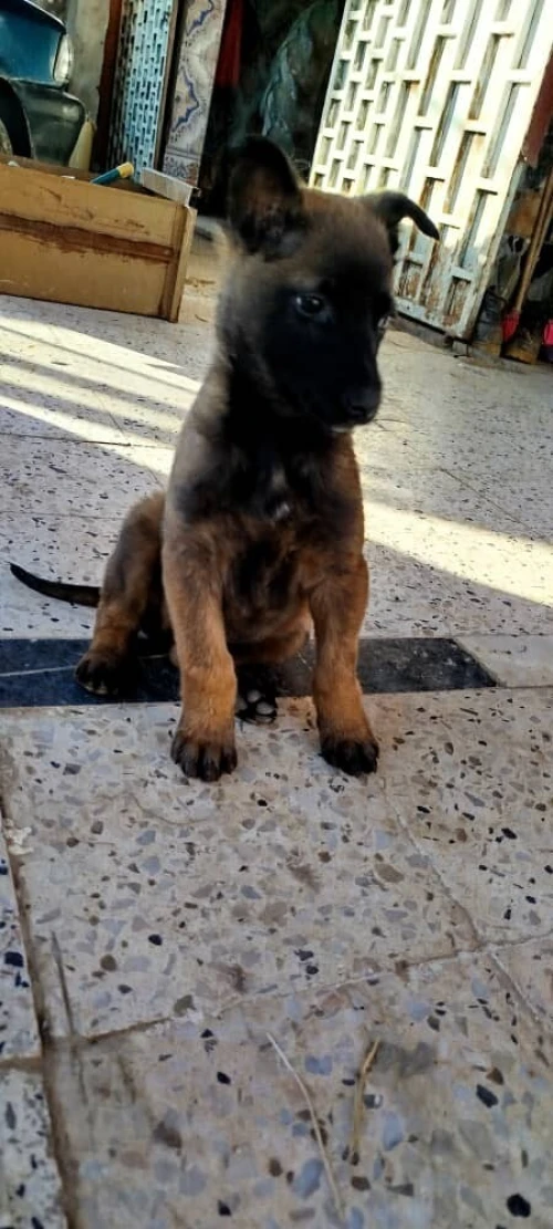 Malinois