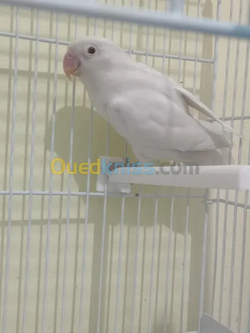 Fischer Albino