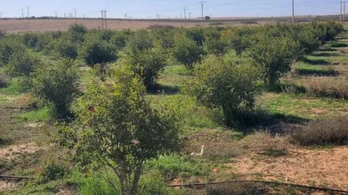 Vente Terrain Agricole Djelfa Benhar