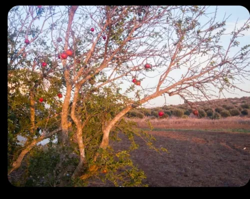 Vente Terrain Agricole Oran Gdyel