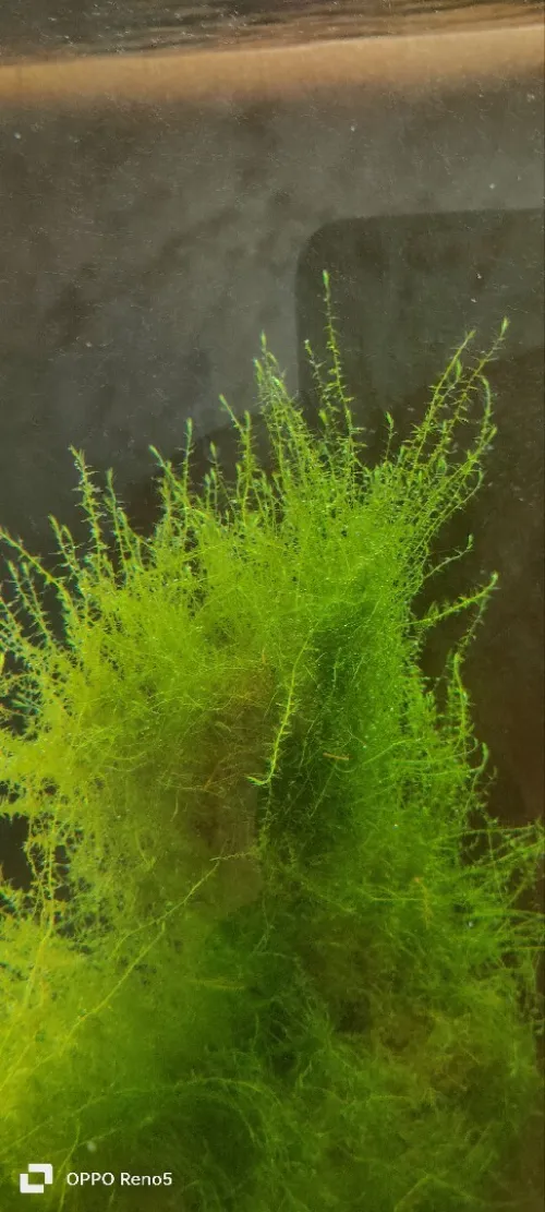Plantes aquatiques نباتات مائية 
