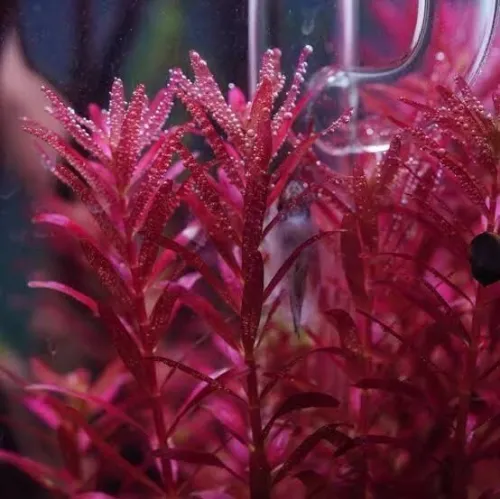 Plantes aquatiques نباتات مائية 