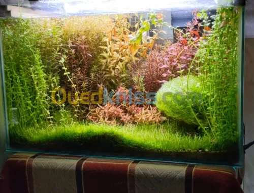 Plantes aquatiques نباتات مائية 