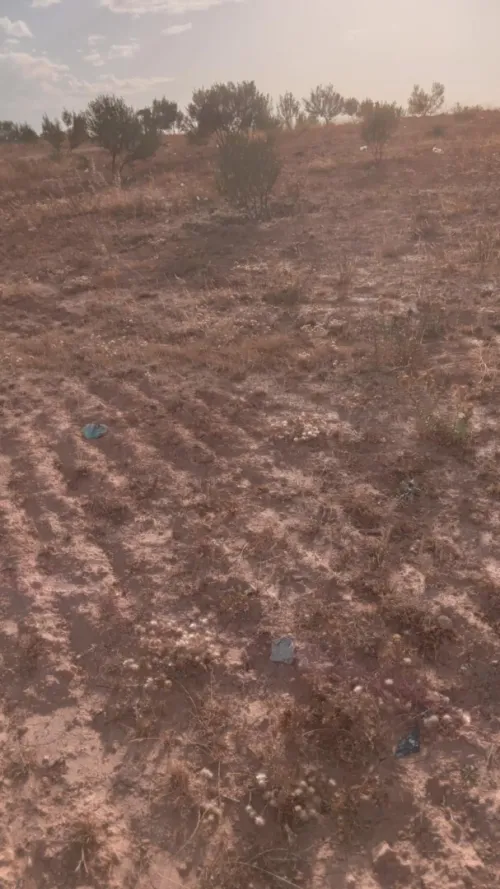 Vente Terrain Agricole Bouira Ahl el ksar