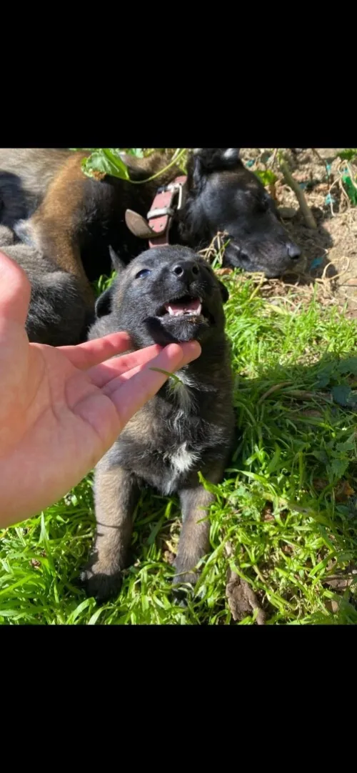 malinois charboier