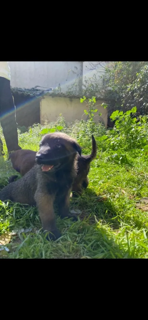 malinois charboier