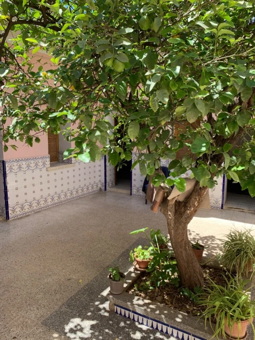 Vente bien immobilier Blida Blida