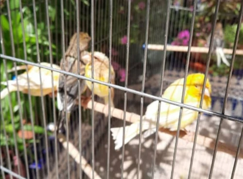 بيع عصافير كاناري Vends des Canaris 