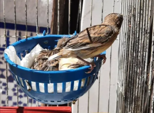 بيع عصافير كاناري Vends des Canaris 