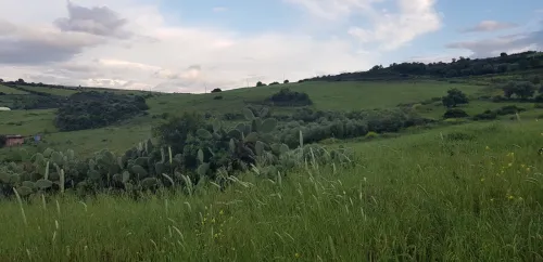 Vente Terrain Skikda El Hadaiek