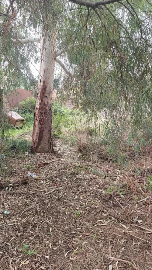 Vente Terrain Boumerdès Zemmouri