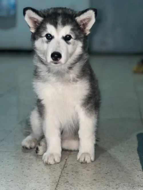 husky chien