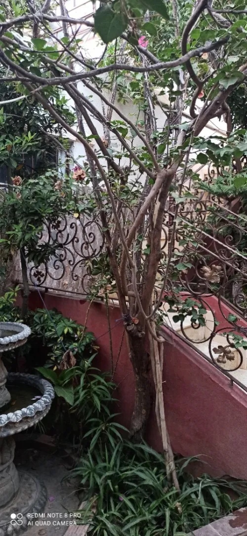 Location Appartement Niveau de villa F4 Alger Reghaia