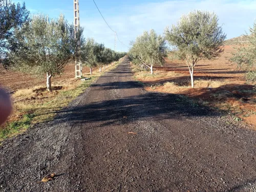 Vente Terrain Agricole Sidi Bel Abbès Ben badis