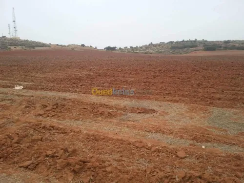 Vente Terrain Agricole Sidi Bel Abbès Ben badis