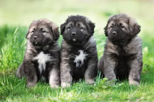 Chien Chiot Alabai caucasien kangal akita