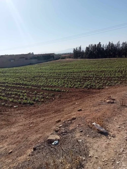 Vente Terrain Aïn Defla Sidi lakhdar