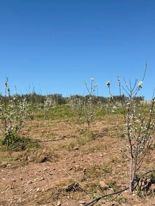 Vente Terrain Agricole Sidi Bel Abbès Sidi bel abbes