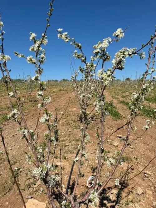 Vente Terrain Agricole Sidi Bel Abbès Sidi bel abbes
