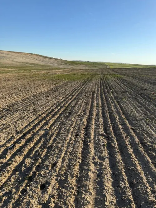 Vente Terrain Agricole Sidi Bel Abbès Zerouala