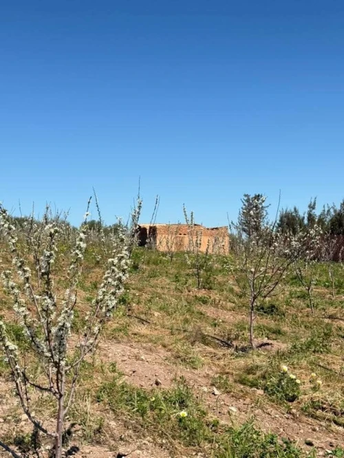 Vente Terrain Agricole Sidi Bel Abbès Sidi bel abbes